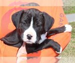 Small Photo #2 American Bulldog-Labrador Retriever Mix Puppy For Sale in Prattville, AL, USA