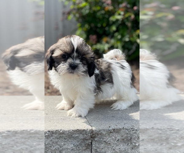 Medium Photo #3 Shih Tzu Puppy For Sale in CANOGA, NY, USA