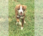 Small Photo #1 Miniature American Shepherd Puppy For Sale in E LAURINBURG, NC, USA
