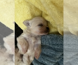 Maltese Puppy for Sale in LILBURN, Georgia USA