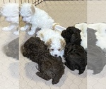 Small Photo #4 Poodle (Miniature) Puppy For Sale in GLOUCESTER, VA, USA