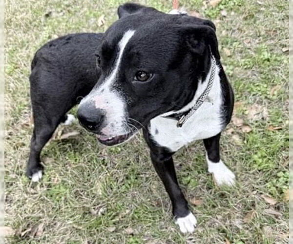 Medium Photo #1 Staffordshire Bull Terrier Puppy For Sale in Houston, TX, USA