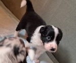 Puppy Jadeite Border-Aussie
