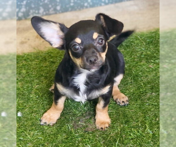 Medium Photo #8 Chiweenie Puppy For Sale in Chino Hills, CA, USA