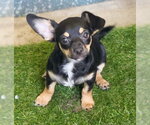 Small #7 Chiweenie