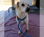 Small #4 Beagle-Chihuahua Mix