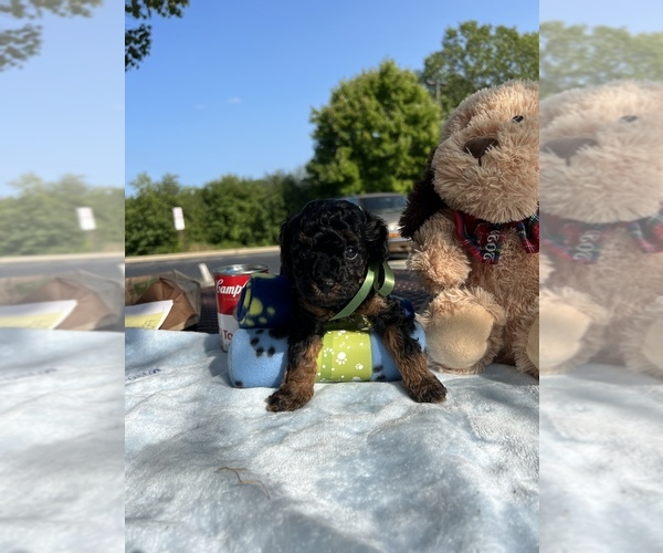 Medium Photo #28 Poodle (Toy) Puppy For Sale in ARLINGTON HTS, IL, USA