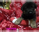 Small Photo #25 German Shepherd Dog Puppy For Sale in APACHE JUNCTION, AZ, USA