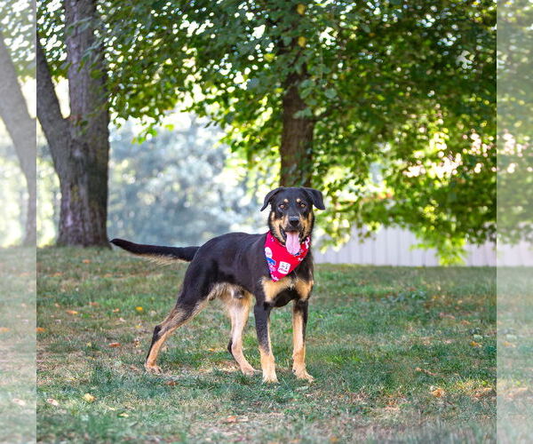 Medium Photo #4 German Shepherd Dog-Unknown Mix Puppy For Sale in Unionville, PA, USA