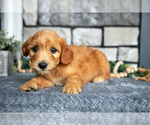Puppy Bambi Goldendoodle (Miniature)