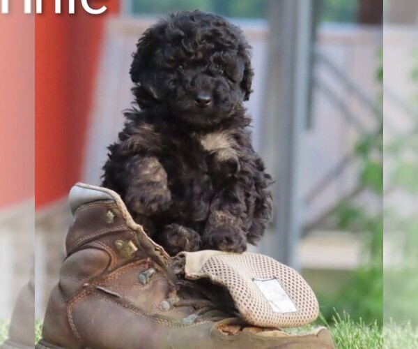 Medium Photo #1 Poodle (Toy) Puppy For Sale in RICHLAND, PA, USA