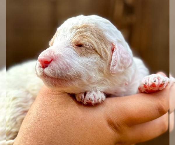 Medium Photo #1 Aussiedoodle Miniature  Puppy For Sale in ALLEN, TX, USA