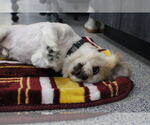 Small #2 Pekingese