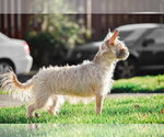 Small Photo #13 Cairn Terrier-Unknown Mix Puppy For Sale in Arlington, WA, USA