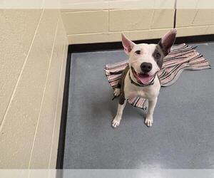 Mutt Dogs for adoption in Denver, CO, USA