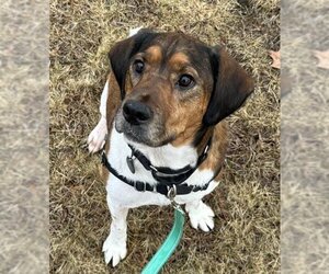 Beagle-Welsh Springer Spaniel Mix Dogs for adoption in Dedham, MA, USA