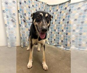 German Shepherd Dog Dogs for adoption in Rosenberg, TX, USA