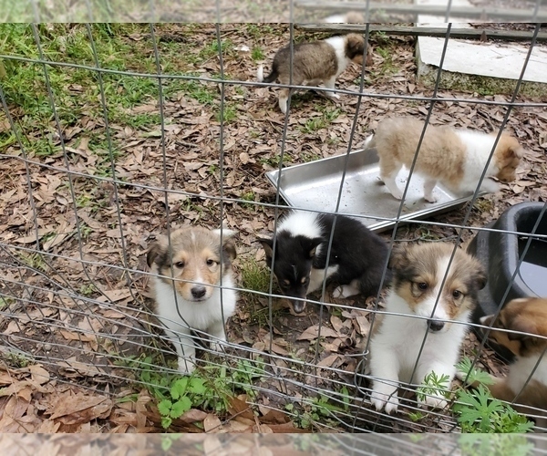 Medium Photo #4 Collie Puppy For Sale in BYRAM, MS, USA