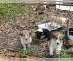 Small Photo #4 Collie Puppy For Sale in BYRAM, MS, USA