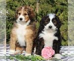 Small Photo #2 Bernedoodle-Poodle (Standard) Mix Puppy For Sale in NARVON, PA, USA