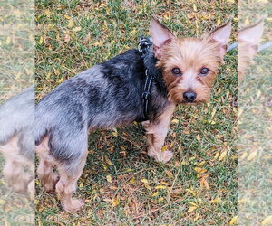 Little Bear - Male Mutt Dog for Adoption - Photo #2