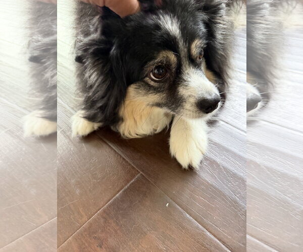 Medium Photo #3 Australian Shepherd Puppy For Sale in Dallas, TX, USA