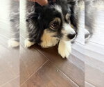 Small #2 Australian Shepherd