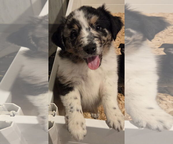 Medium Photo #1 Mutt Puppy For Sale in Garden City, NY, USA