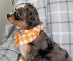 Small Photo #3 Miniature Bernedoodle-Poodle (Toy) Mix Puppy For Sale in HERRIMAN, UT, USA