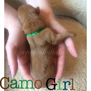 Medium Photo #1 Labrador Retriever Puppy For Sale in YANKTON, SD, USA
