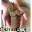 Small Photo #1 Labrador Retriever Puppy For Sale in YANKTON, SD, USA