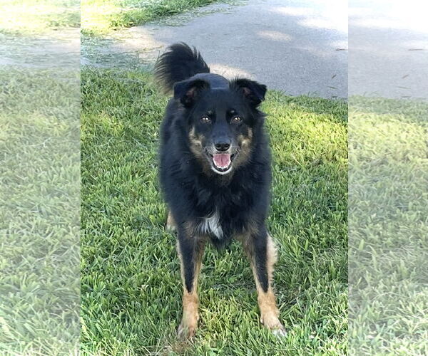 Medium Photo #1 Australian Shepherd-Unknown Mix Puppy For Sale in Estherville, IA, USA