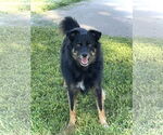 Small Australian Shepherd Mix