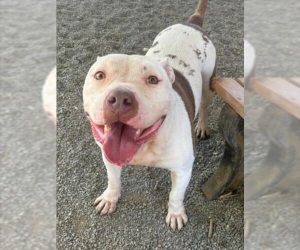 Medium Photo #2 American Pit Bull Terrier Puppy For Sale in Woodland, CA, USA