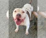 Small #1 American Pit Bull Terrier