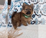 Puppy Taka Yoranian