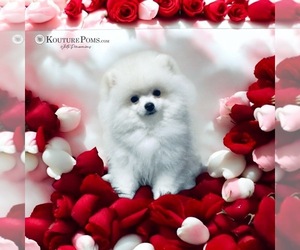Pomeranian Puppy for sale in CHARLOTTE, NC, USA