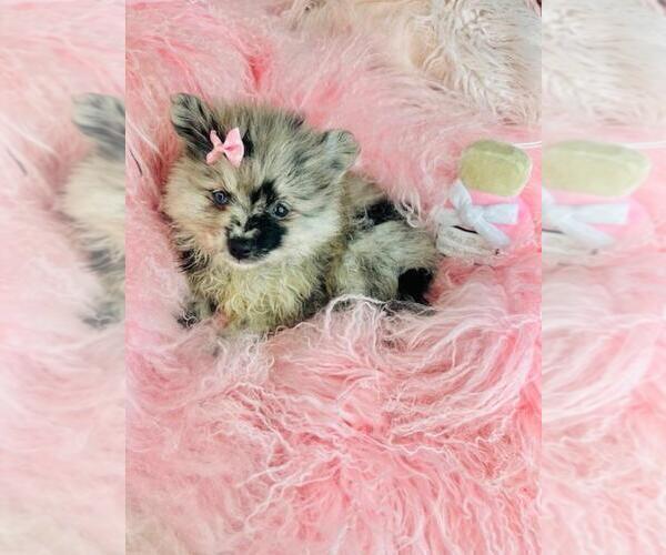 Medium Photo #18 Pomeranian Puppy For Sale in PALM BEACH, FL, USA