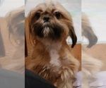 Image preview for Ad Listing. Nickname: Female Shih tzu