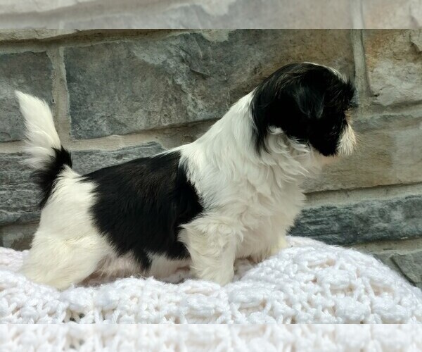 Medium Photo #4 Shih Tzu Puppy For Sale in DALTON, OH, USA