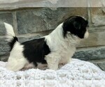 Small #3 Shih Tzu