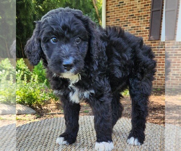 Medium Photo #6 F2 Aussiedoodle Puppy For Sale in COLUMBIA, TN, USA