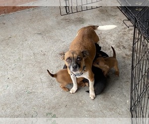 Mother of the Jack Russell Terrier-Patterdale Terrier Mix puppies born on 09/15/2021