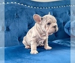 Small Photo #18 French Bulldog Puppy For Sale in CHARLOTTE, NC, USA