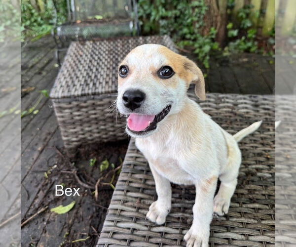 Medium Photo #2 Mutt Puppy For Sale in Bethesda, MD, USA
