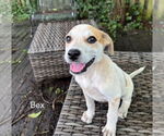 Small #1 Mutt