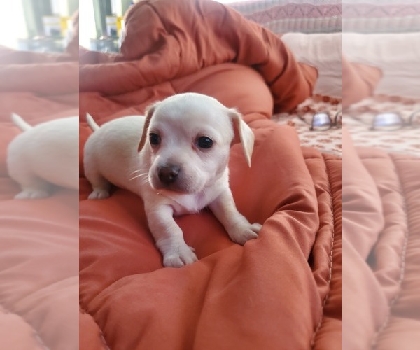 Medium Photo #10 Chihuahua Puppy For Sale in PENSACOLA, FL, USA