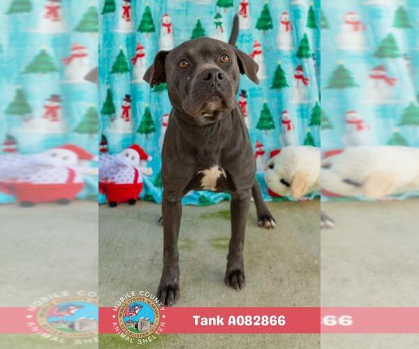 Medium Photo #2 American Bulldog-Unknown Mix Puppy For Sale in Mobile, AL, USA