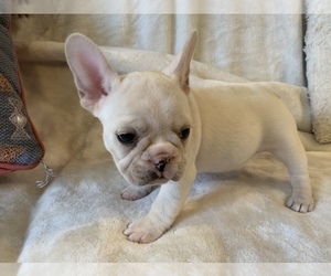 French Bulldog Puppy for sale in JOHNS ISLAND, SC, USA
