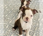 Small #3 Boston Terrier